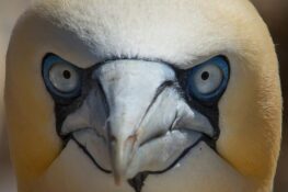 Fou de Bassan, plus grand oiseau de Bretagne _www.nhu.bzh