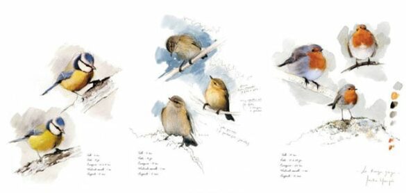 Oiseaux de Bretagne