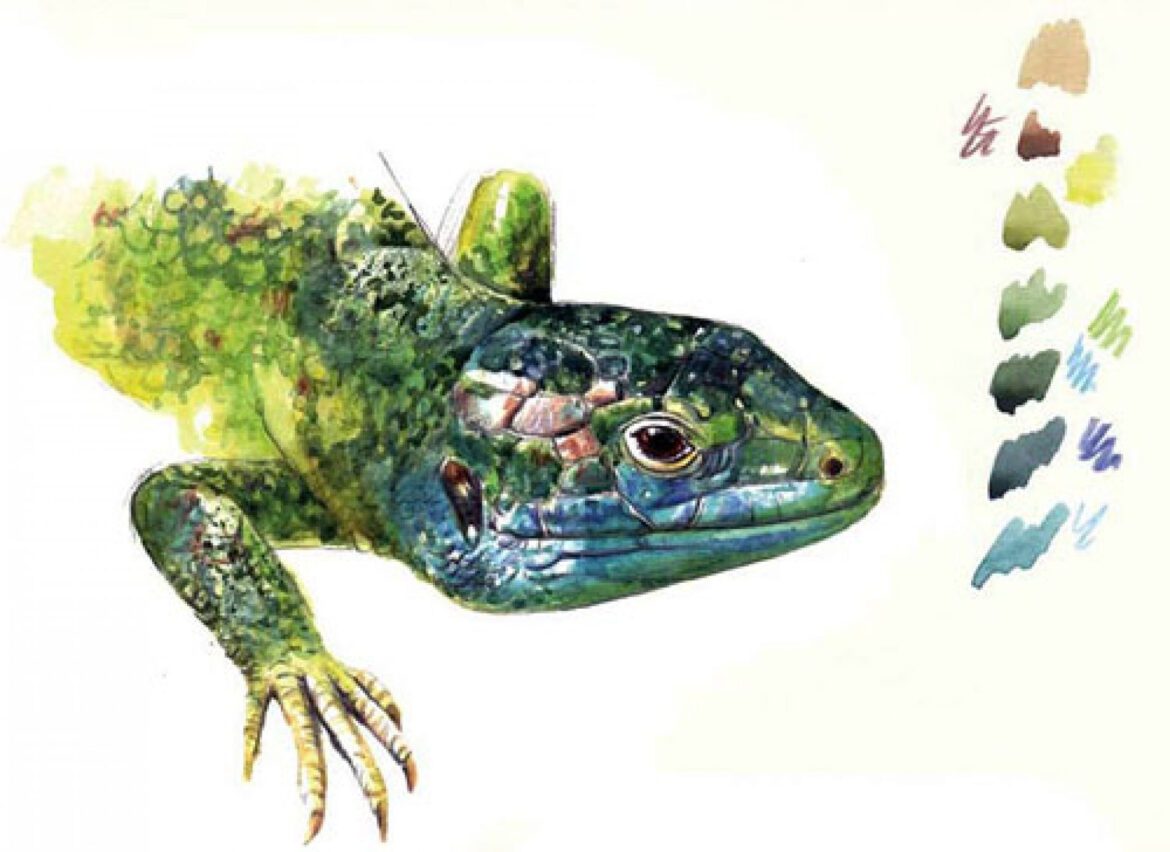 reptiles et batraciens de Bretagne