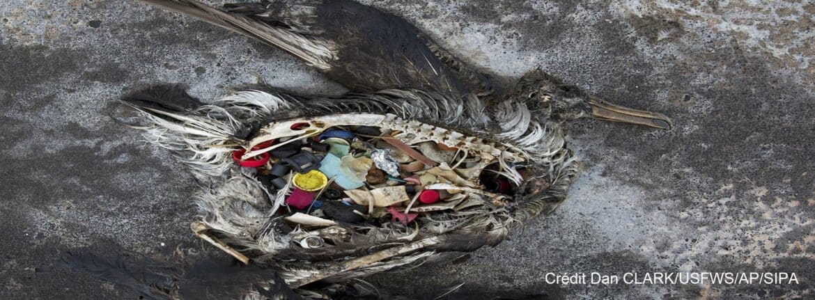 danger du plastique pour les oiseaux marins en Bretagne