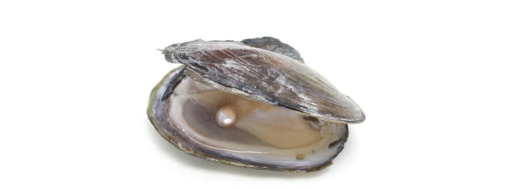 moule perlière en Bretagne