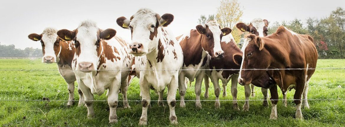 élevage en crise, space 2048