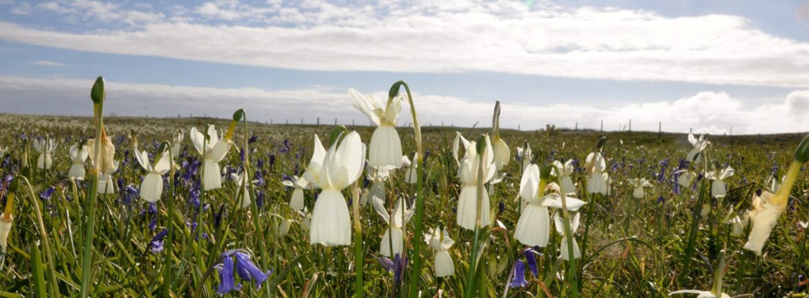 narcisses des glenan