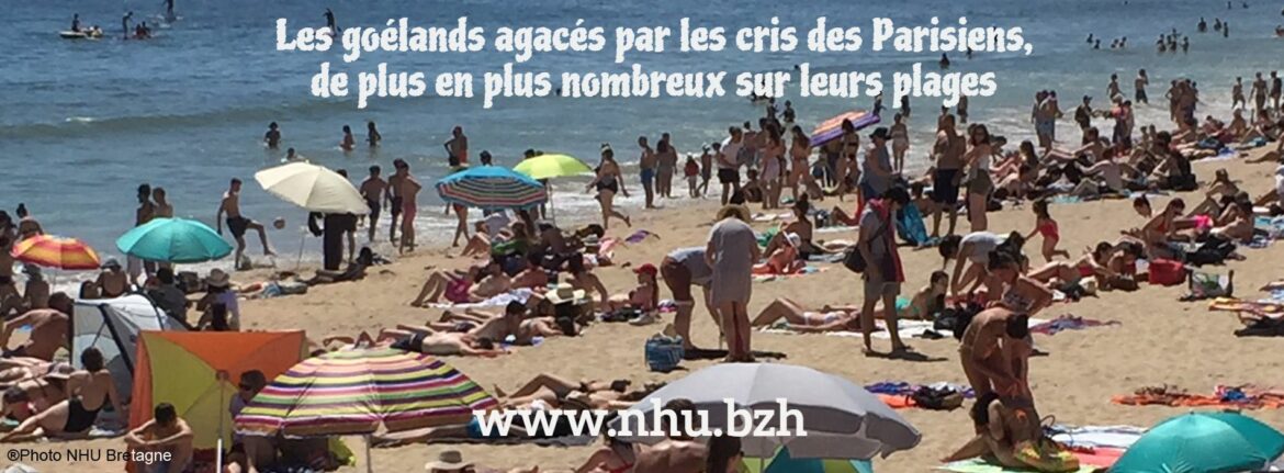 Les goélands agacés par les cris des Parisiens