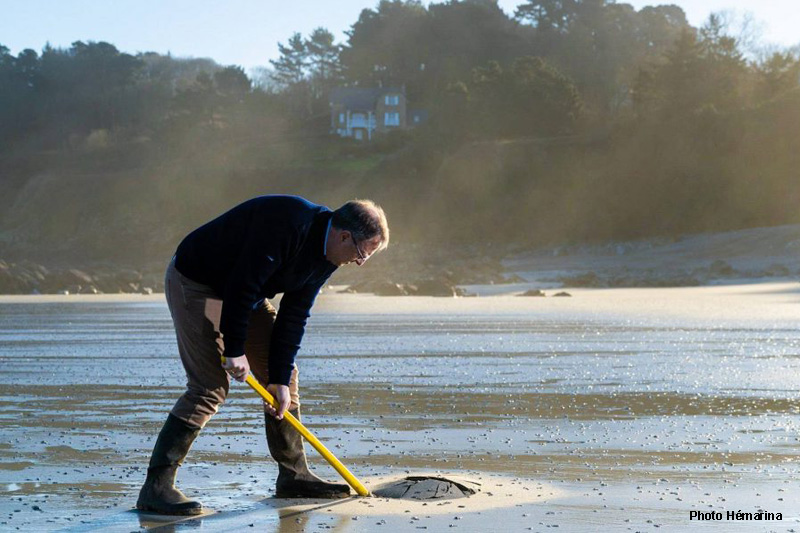arénicola marina ver marin breton hémarina Franck Zal
