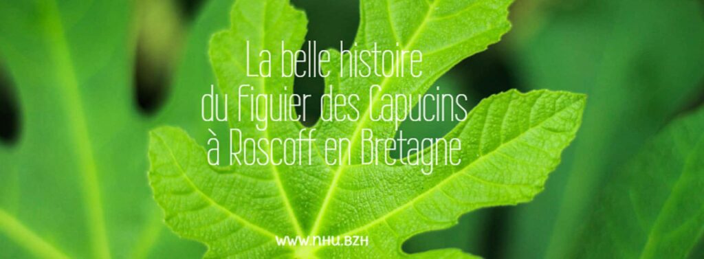 figuier des capucins en Bretagne