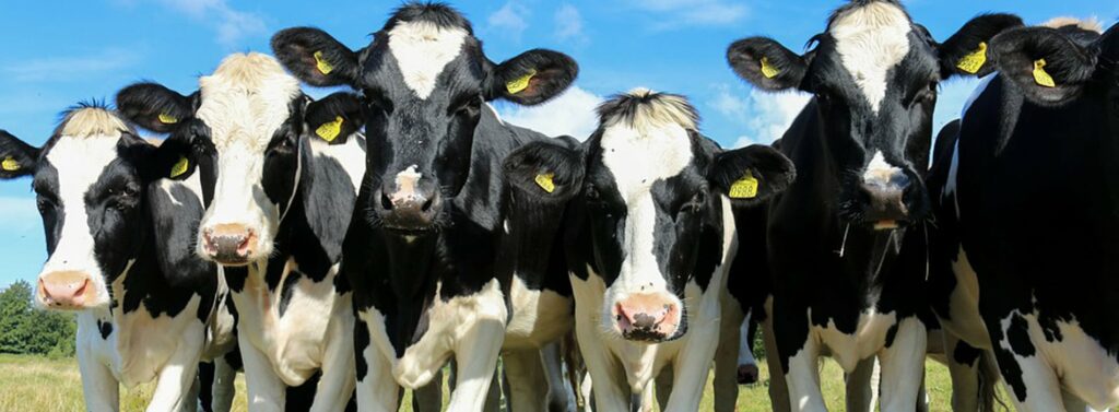 mieux nourrir nos élevages en Bretagne