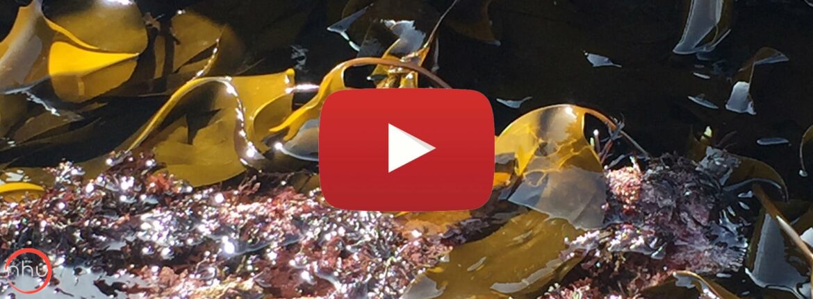 ecoware algues comestibles pour emballage