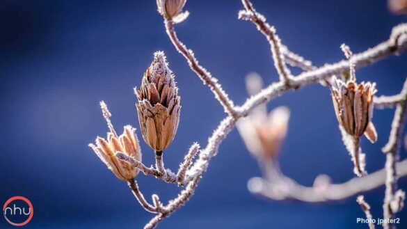 chandeleur ou imbolc