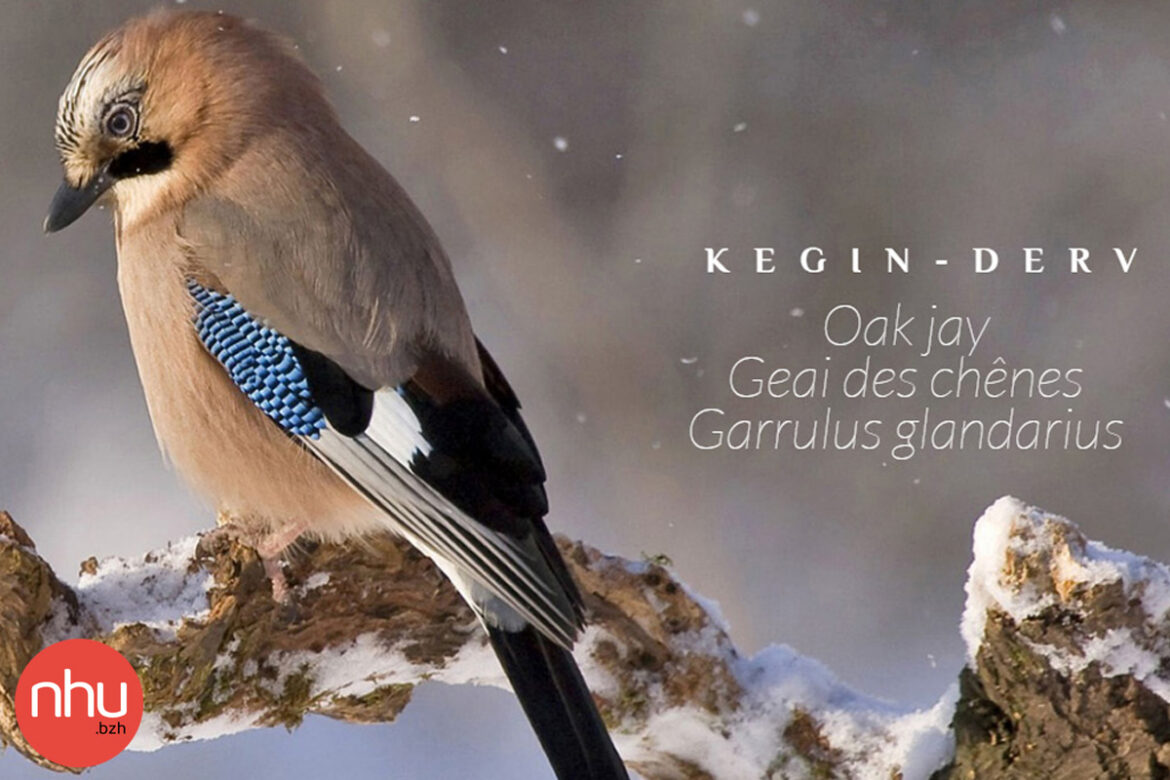 comptage des oiseaux en Bretagne, par Bretagne Vivante