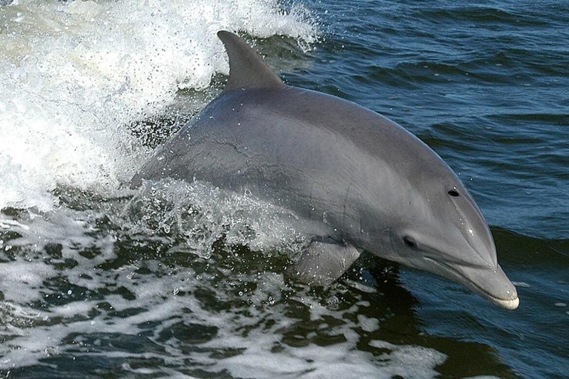 observation des dauphins en Bretagne
