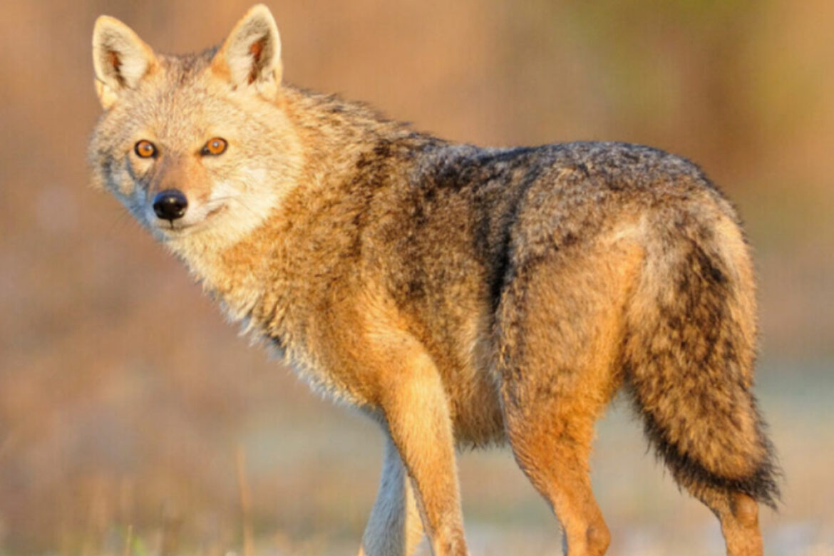 chacal doré en Bretagne