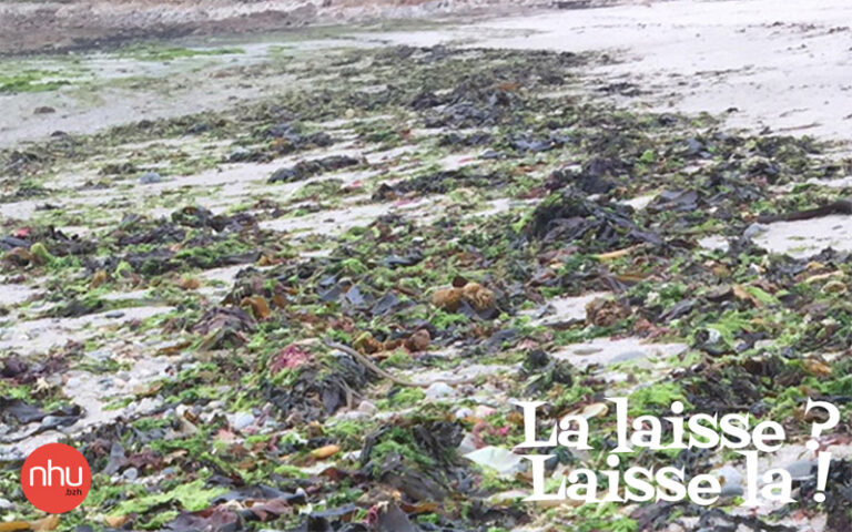 laisse de mer