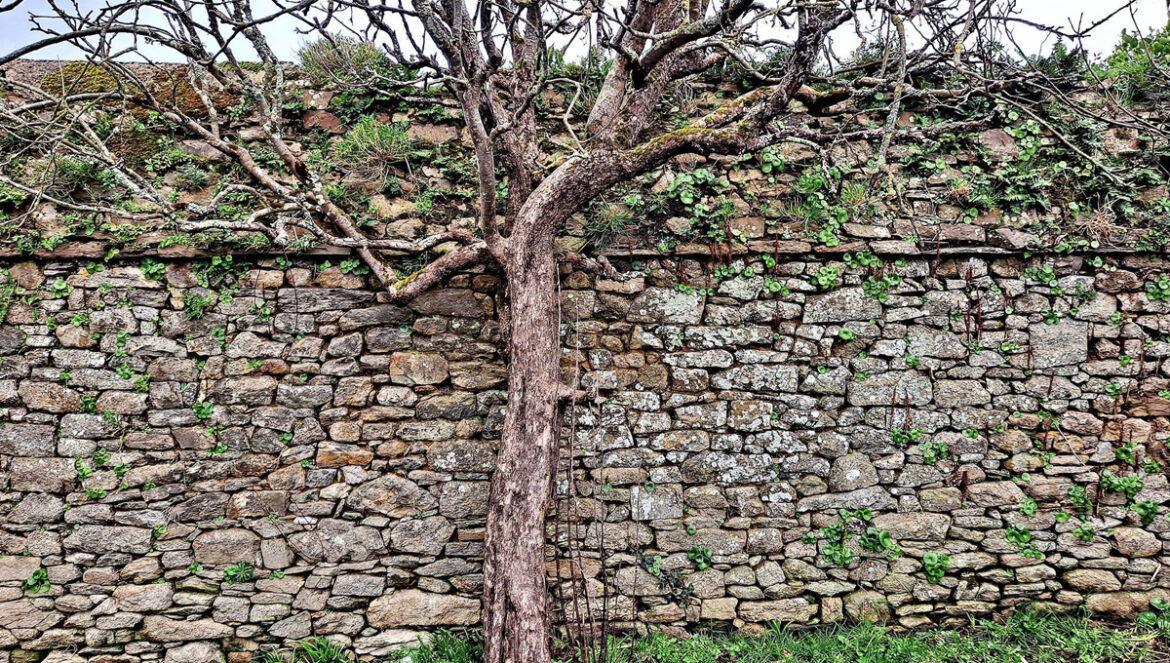pierre sèche et biodiversité