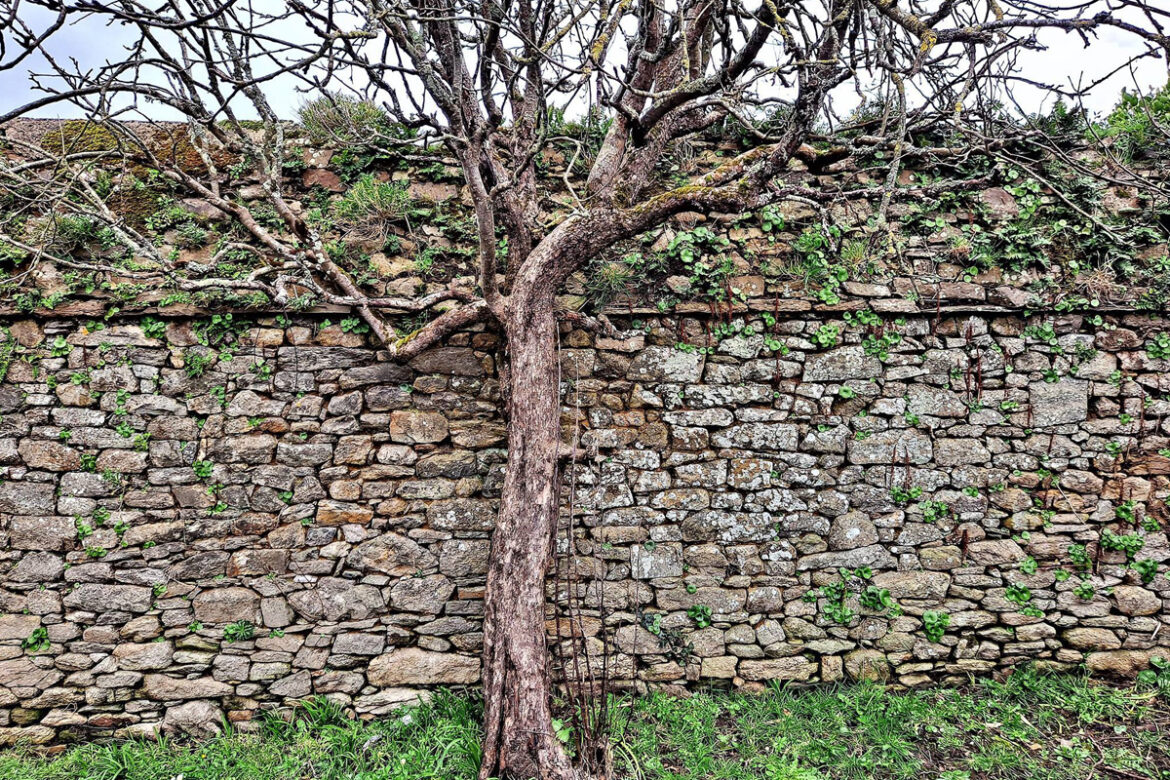 pierre sèche et biodiversité