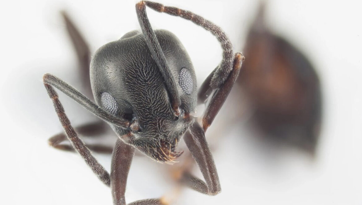 des fourmis en Bretagne