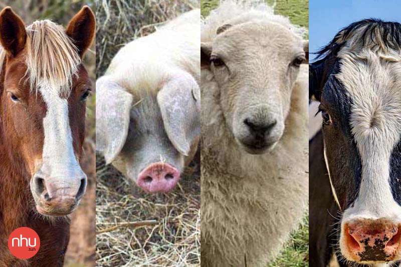 animaux domestiques spécifiques à la Bretagne