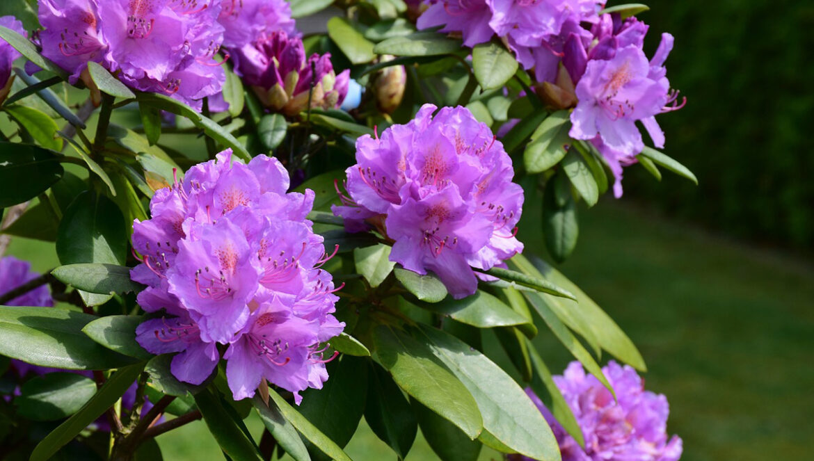 plantes invasives en Bretagne