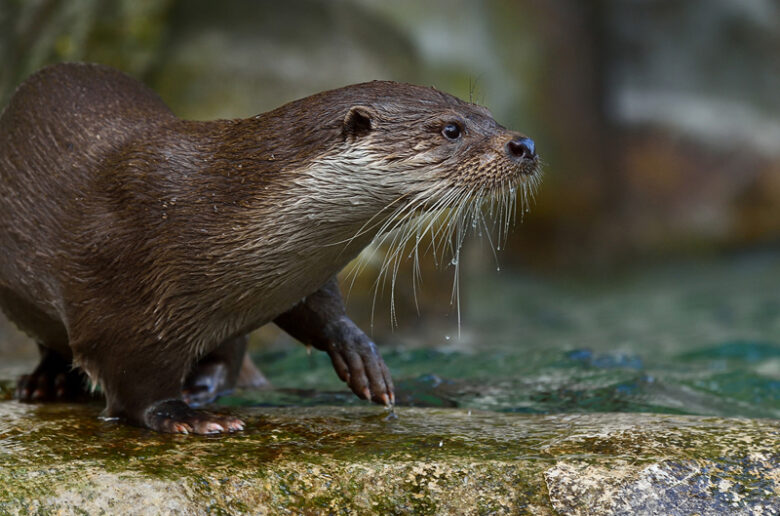 loutre en Bretagne