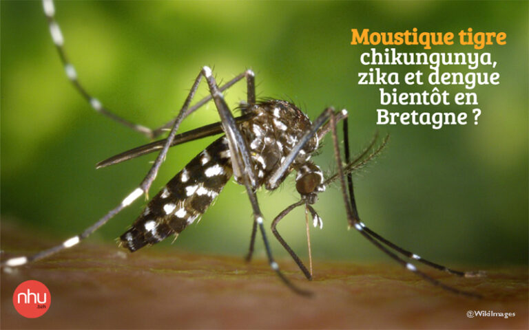 moustique_tigre_en_Bretagne_chikungunya_zika_dengue