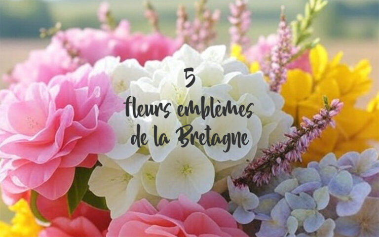 5 fleurs emblèmes de la Bretagne