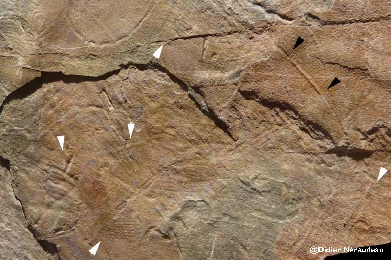 plus anciens organismes connus de l'Hexagone