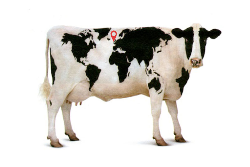 disparition organisée de l'élevage bovin en Bretagne