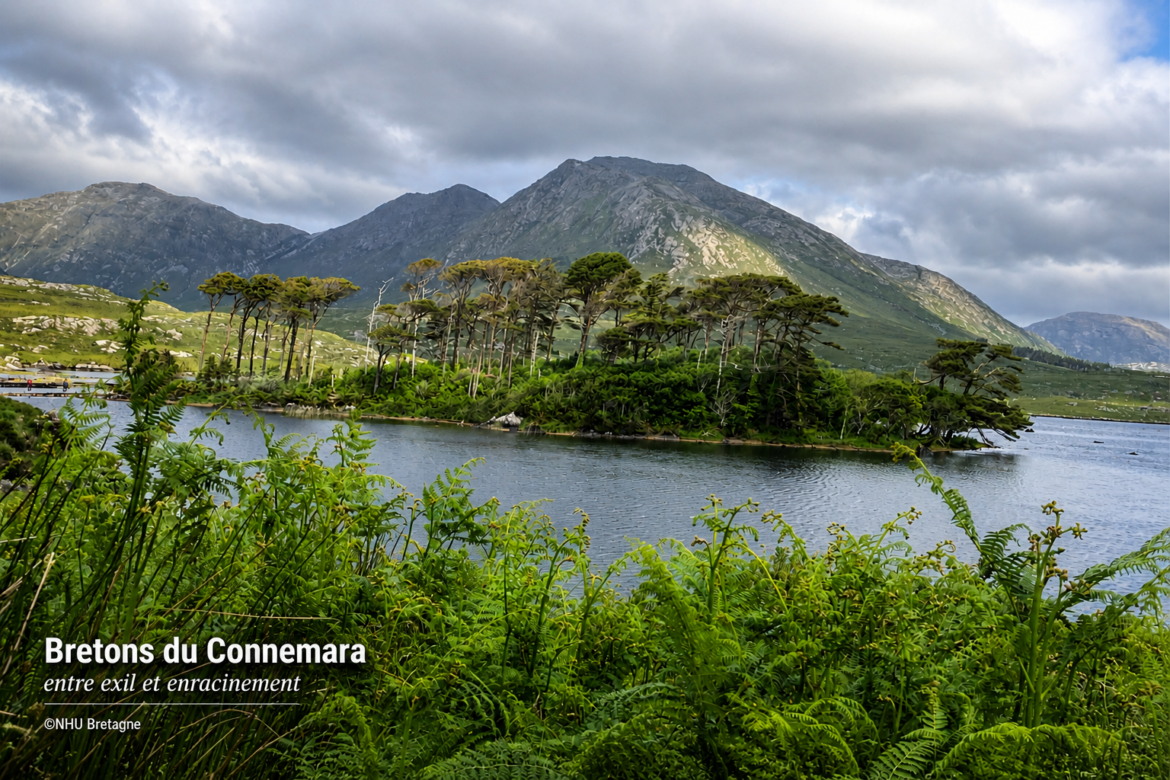 Bretons du Connemara