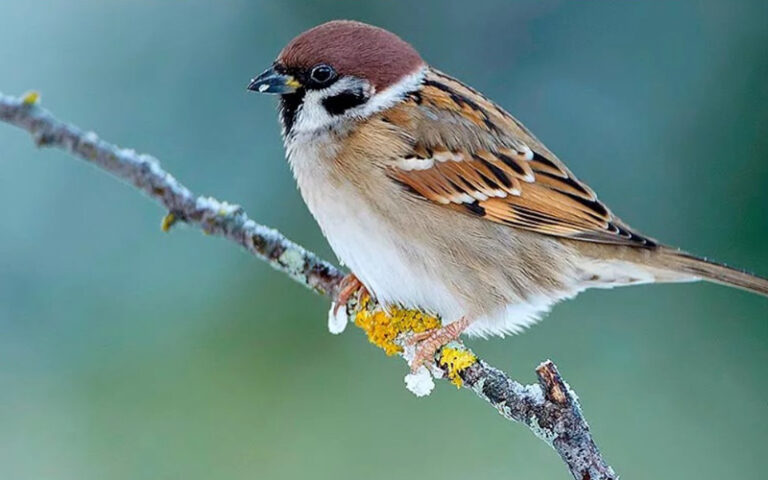 Moineau friquet Bretagne