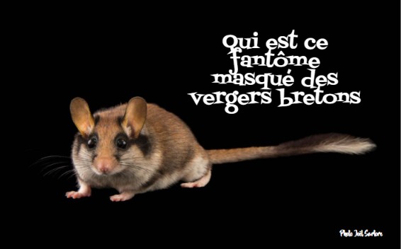 Lérot en Bretagne